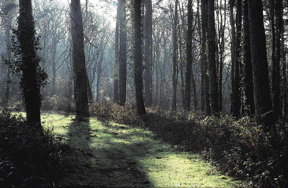 Woodbury Common woodland path